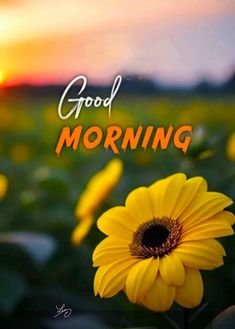 Good Morning Images 13 Good Morning Images